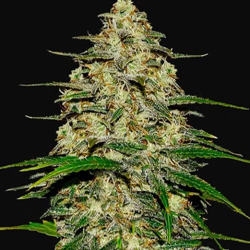 Wedding Cheesecake Auto Feminised Seeds