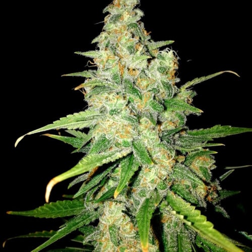 Zkittlez Feminised Seeds