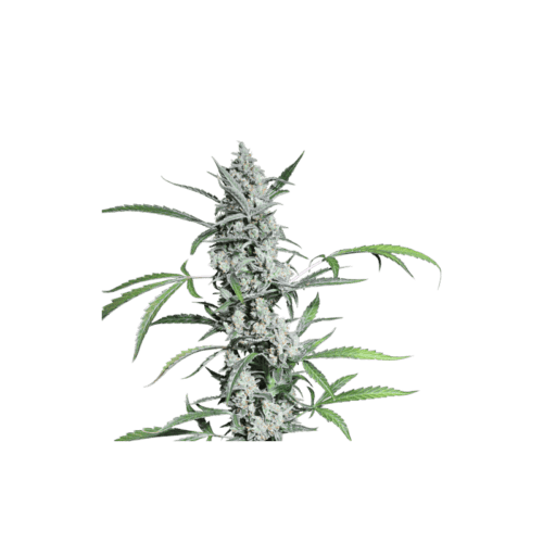 Fat Pete's Cookies Auto Feminised Cannabis Seeds by Super Sativa Seed Club