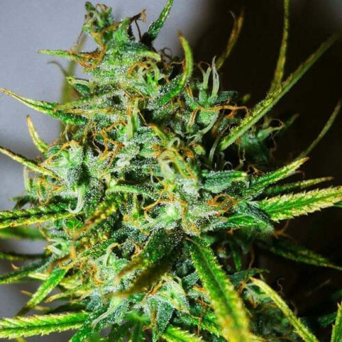 Top 44 Feminised Cannabis Seeds by Nirvana Seeds