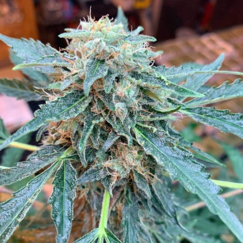 CBG #1 Feminised cannabis seeds by seedsman
