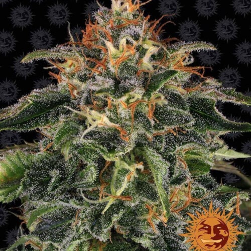 Moby Dick Feminised Cannabis Seeds by Barney's Farm