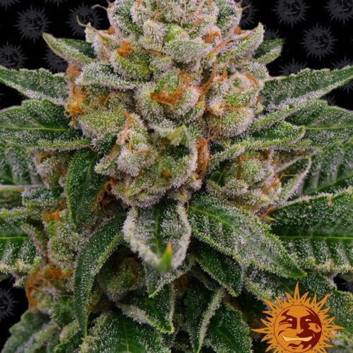Skywalker OG Auto Feminised Cannabis Seeds by Barney's Farm Seeds