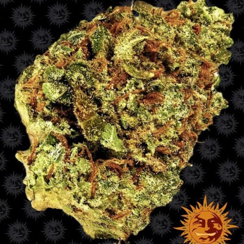 Watermelon Zkittlez Auto Feminised Cannabis Seeds by Barney's Farm Seeds