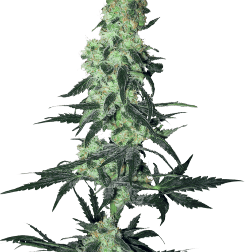 Amnesia White Regular Cannabis Seeds by White Label Seed Company