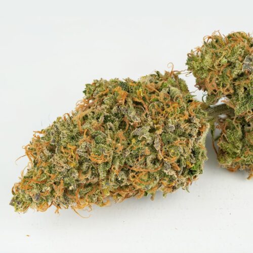 Mokum's Tulip Auto Feminised Cannabis Seeds by Dutch Passion