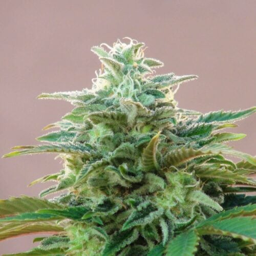 Kannabia CBDV Auto Feminised Cannabis Seeds by Kannabia