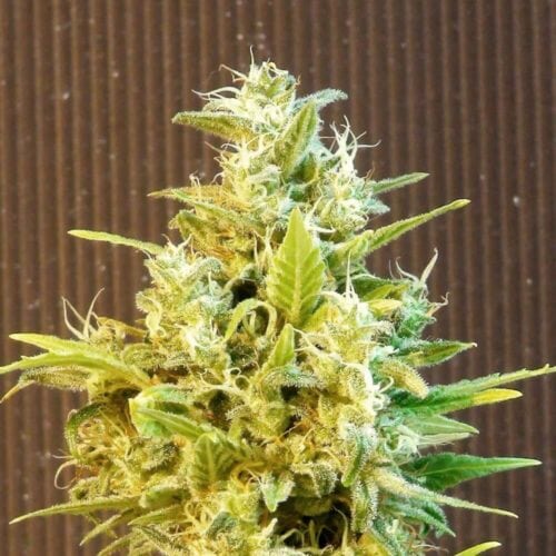 Kannabia CBG Auto Feminised Cannabis Seeds by Kannabia