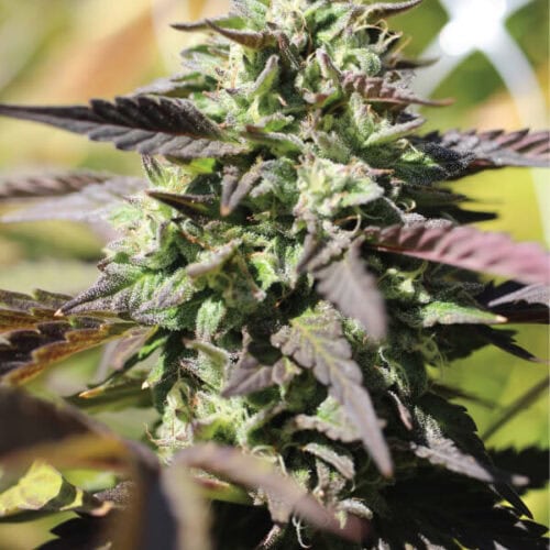 Chunkadelic Auto Feminised Cannabis Seeds by Humboldt Seed Co.