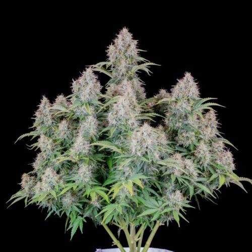 Original Cinderella Auto Feminised Cannabis Seeds by FastBuds