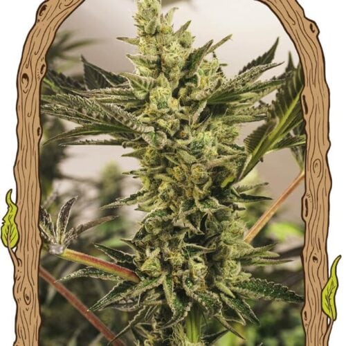 Banana Mash Auto Feminised Cannabis Seeds by Exotic Seed