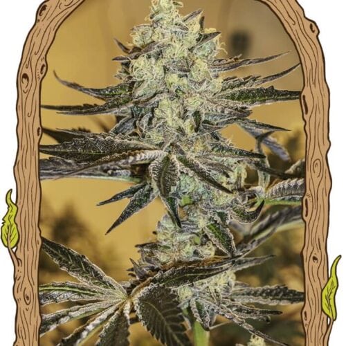 Malasaña Gelato Feminised Cannabis Seeds by Exotic Seed