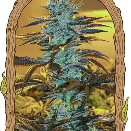 Purple Monkey Auto Feminised Cannabis Seeds by Exotic Seed
