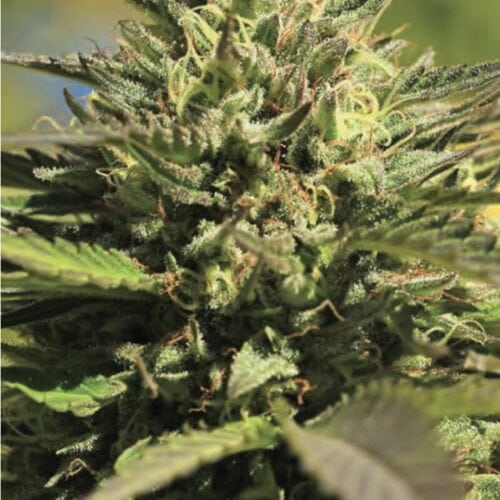 OG Kush Feminised Cannabis Seeds by Humboldt Seed Co.