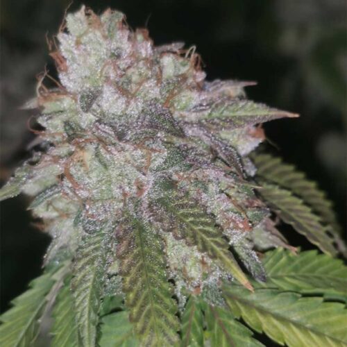 Runtzosa Feminised Cannabis Seeds by Pheno Finder Seeds