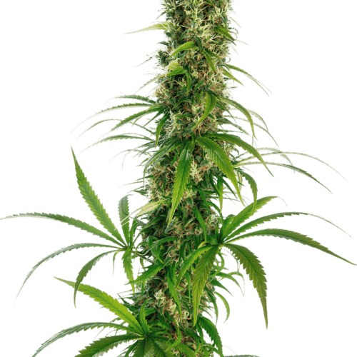 Michka Regular Cannabis Seeds by Sensi Seeds