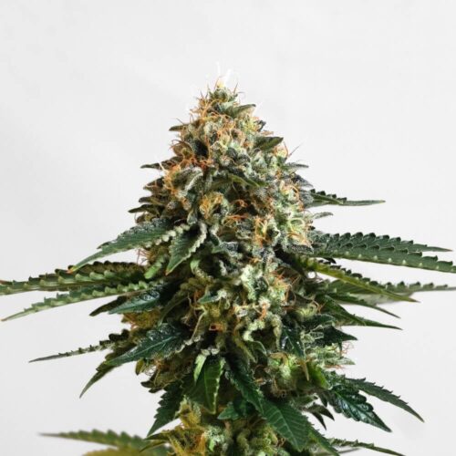 Kannabia THCV Feminised Cannabis Seeds by Kannabia