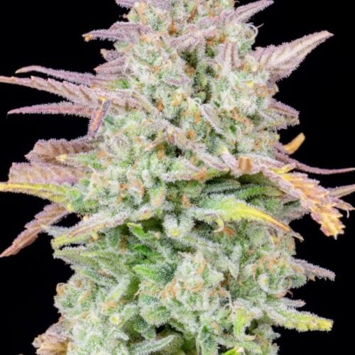 Original Trainwreck Auto Feminised Cannabis Seeds by FastBuds