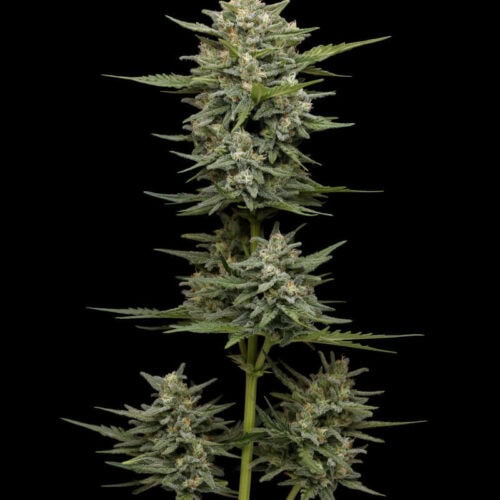 Vanilla Latte Auto Feminised Cannabis Seeds by Humboldt Seed Co.