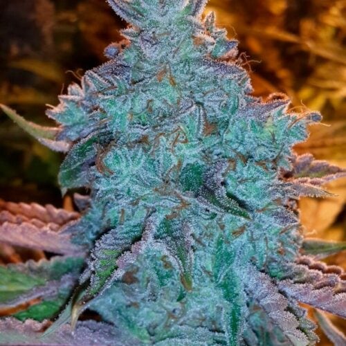 Girl Scout Cookies Auto Feminised Seeds - 6