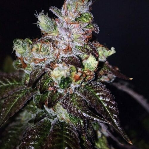 Island Punch Auto Feminised