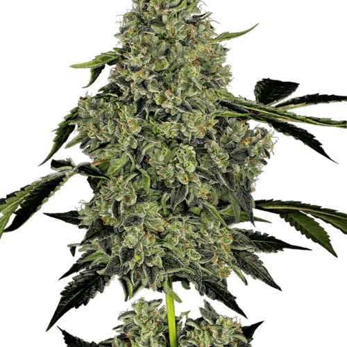 OG Kush Auto Feminised Cannabis Seeds by White Label Seed Company