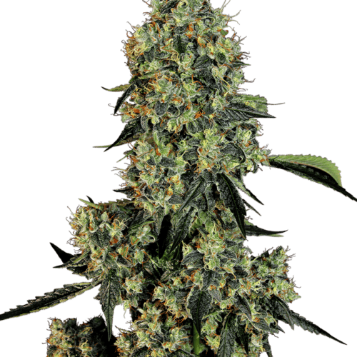 OG Kush Feminised Cannabis Seeds by White Label Seed Company