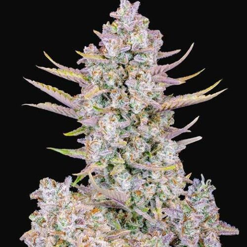 Purple Punch Auto Feminised Cannabis Seeds by FastBuds