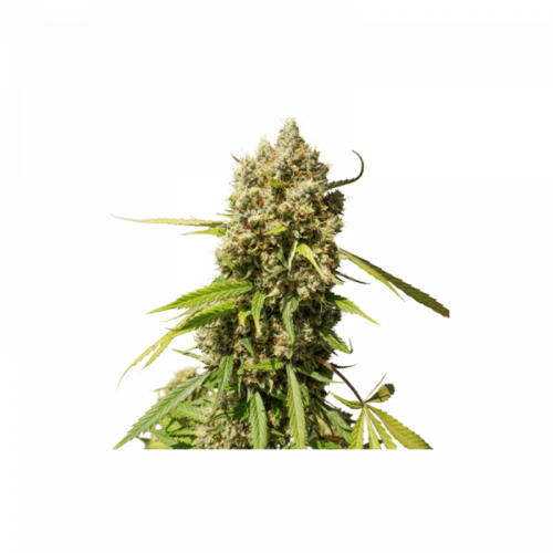Elephant Auto Feminised Cannabis Seeds by Super Sativa Seed Club