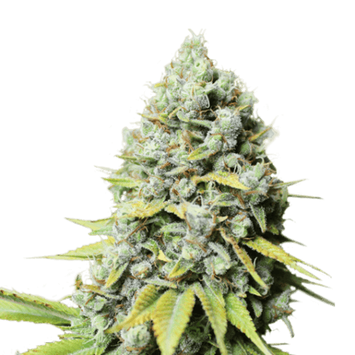 Kosher Haze Feminised Cannabis Seeds by Super Sativa Seed Club