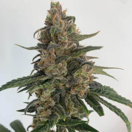 RESIN SEEDS MEDTONIC CBD FEMINIZED
