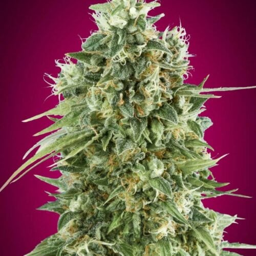 Bubble Gum CBD Feminised by 00 Seeds