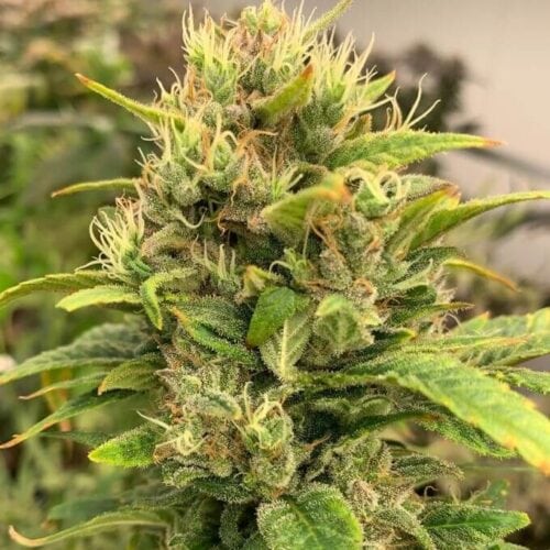 Remedy CBD Feminised Cannabis Seeds by Resin Seeds