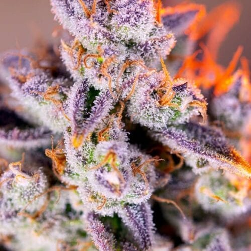 Tropicanna Poison XL Auto Feminised Cannabis Seeds by Sweet Seeds