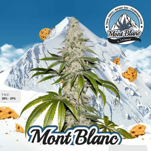 Mont Blanc Feminised Seeds - Image 3