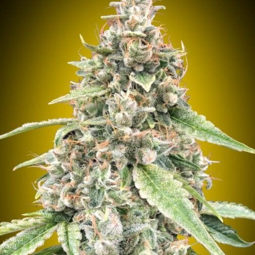Lemon OG Auto Feminised Seeds