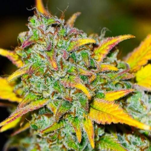 Gelato Auto Feminised Seeds - 5