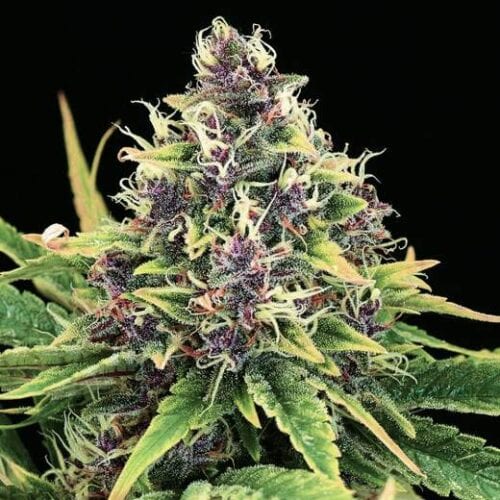 Hindu Kush Feminised Seeds - 5