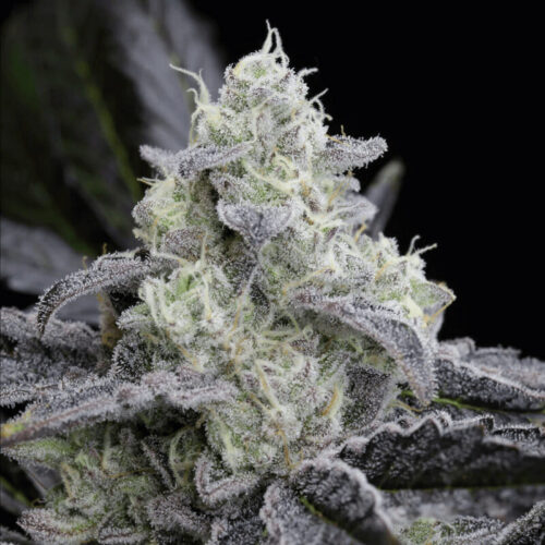 L.A. Vanilla Cake Feminised Seeds