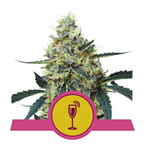 Mimosa Feminised Seeds