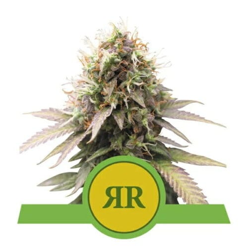 Royal Runtz Auto Feminised Seeds
