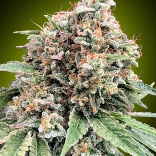 Sweet Critical 2.0 Feminised Seeds