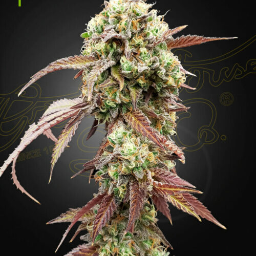 West Coast OG x Gelato 41 Auto Feminised Seeds