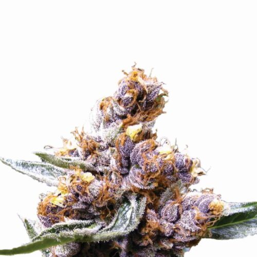 Blueberry Feminised Seeds - 5