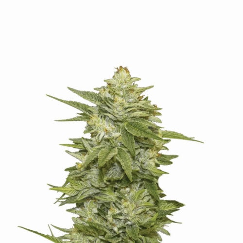 GG-48 Auto Feminised Seeds - 5