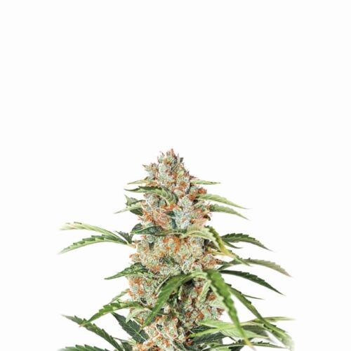 Orange Bud Auto Feminised Seeds - 5