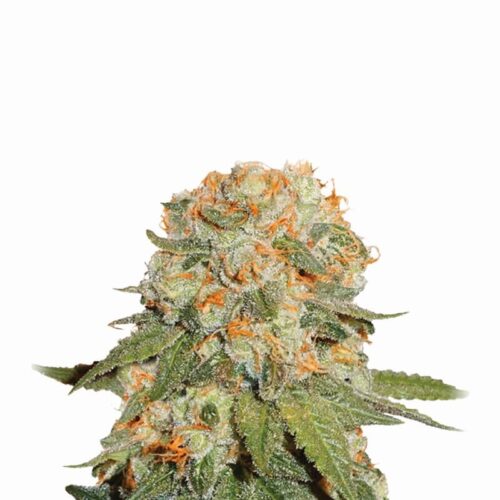 Orange Bud Regular Seeds - 10