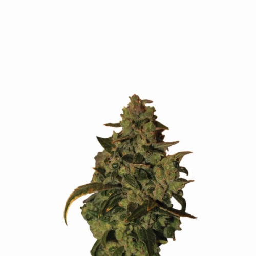 Somango XXL Auto Feminised Seeds - 5