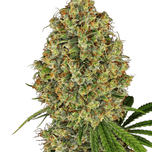 AK-420 Feminised Cannabis Seeds by White Label Seed Company