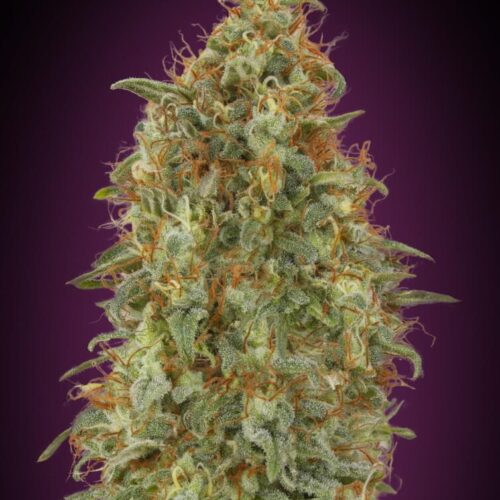 Zkittlez FAST Feminised Cannabis Seeds by Advanced Seeds